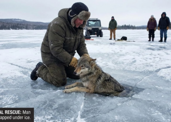 Man Saves a Wolf Trapped Beneath the Ice: A True Story of Courage and Compassion